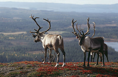 Reindeers Inari Finland